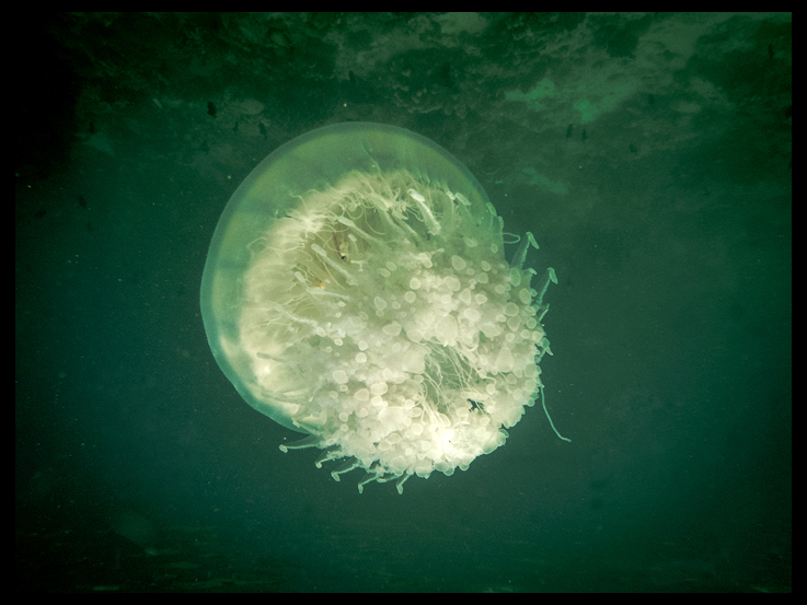 Méduse Crambione Mastigaphora