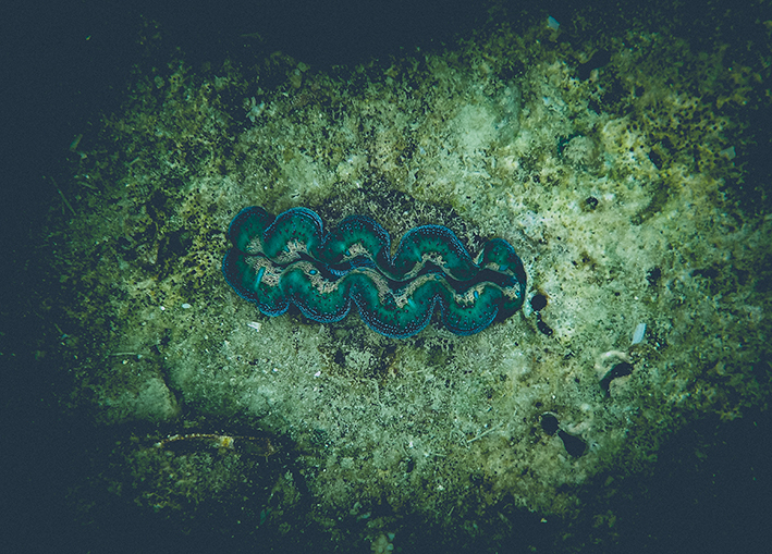 Bénitier - Mer de Flores Indonésie